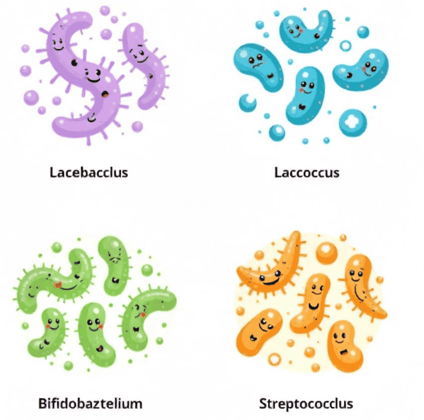 Choosing the Best Probiotic for Gut Health