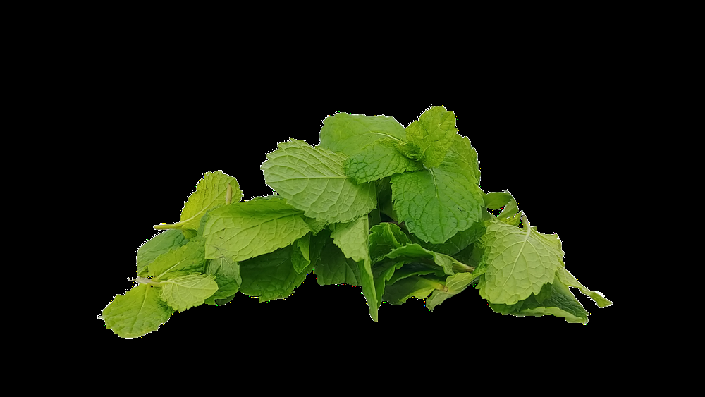 A pile of fresh green mint leaves on a white background, perfect for brewing teas for PCOS and exploring natural remedies.